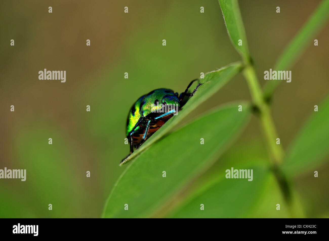 Jewel bug Stock Photo