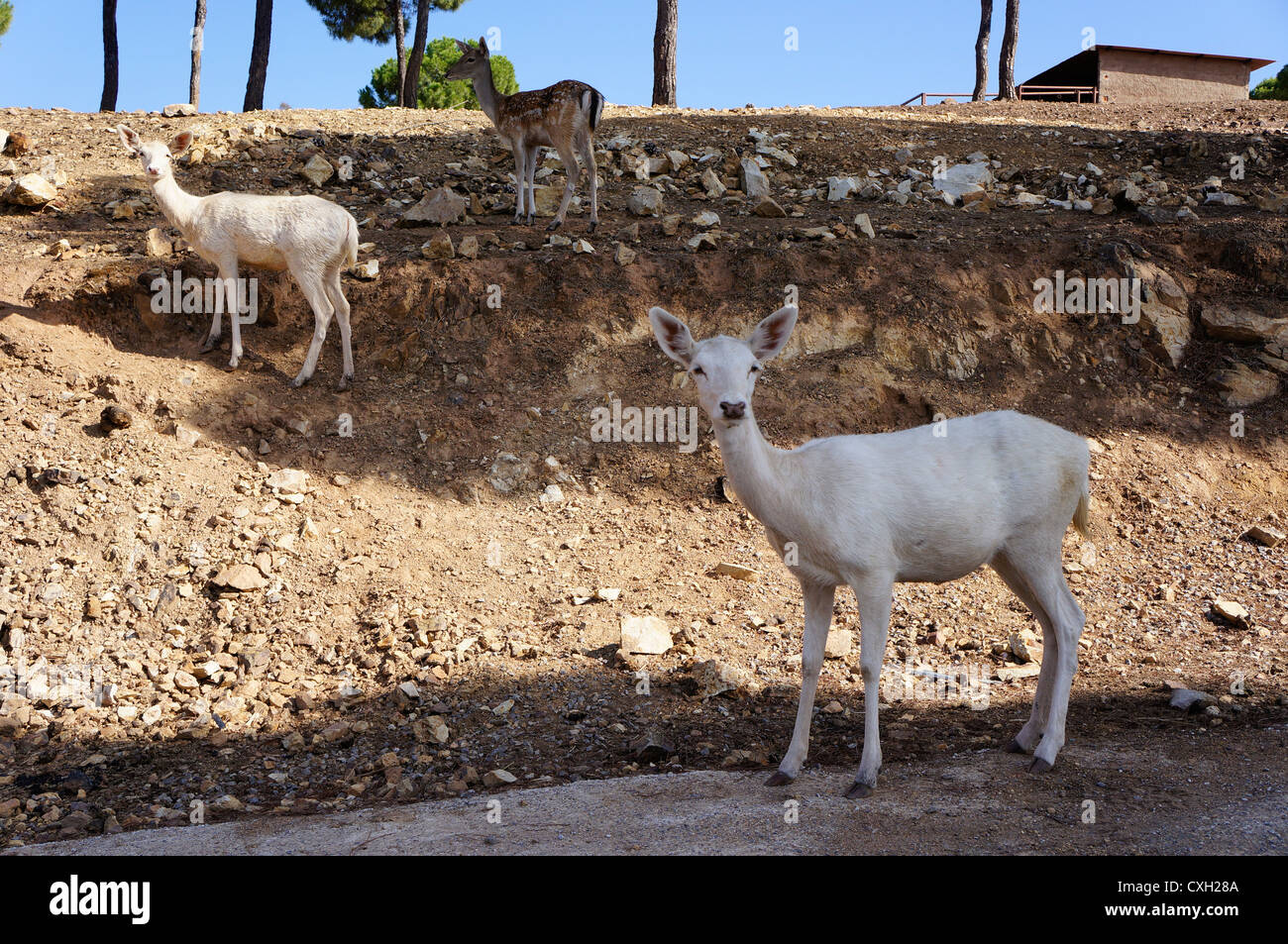 Young three deer with impressive horns (Cervus nipon) Stock Photo