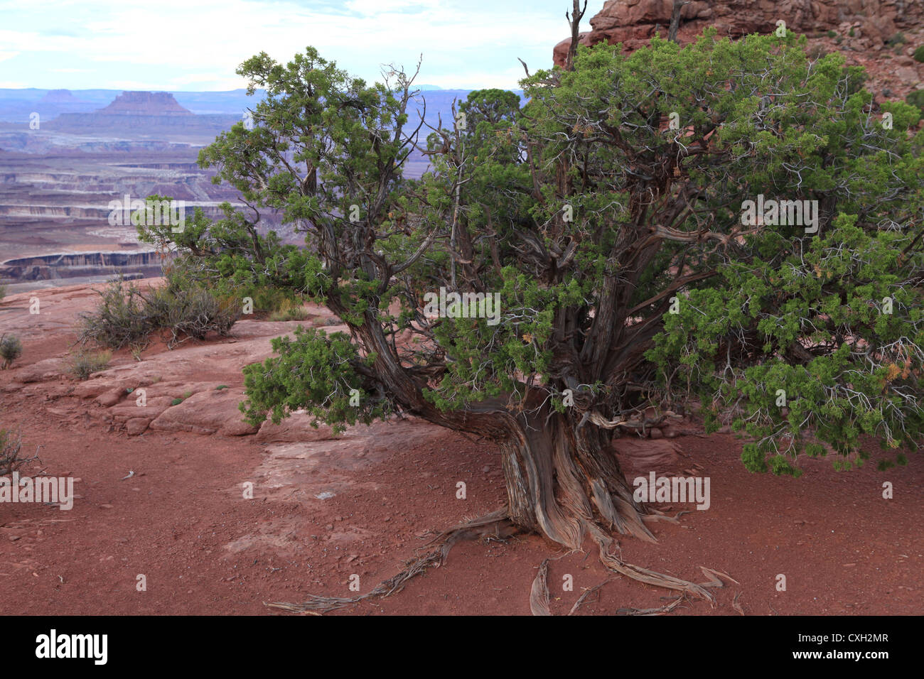 Crooked lonely Pinyon pine tree in Canyonlands national park, Utah, US Stock Photo