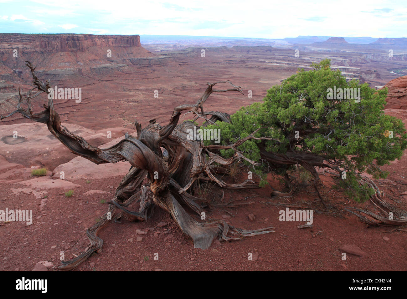 Crooked lonely Pinyon pine tree in Canyonlands national park, Utah, US Stock Photo