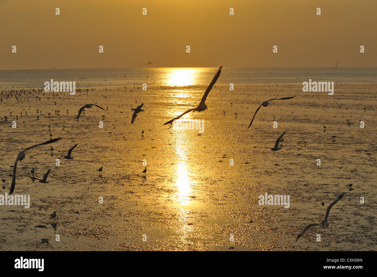 View sunset at the seaside Stock Photo