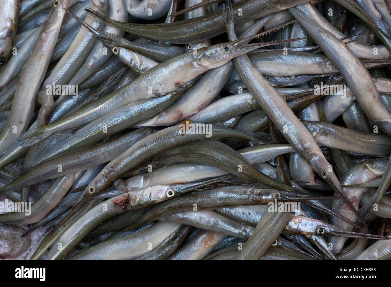 Slender fish hi-res stock photography and images - Alamy