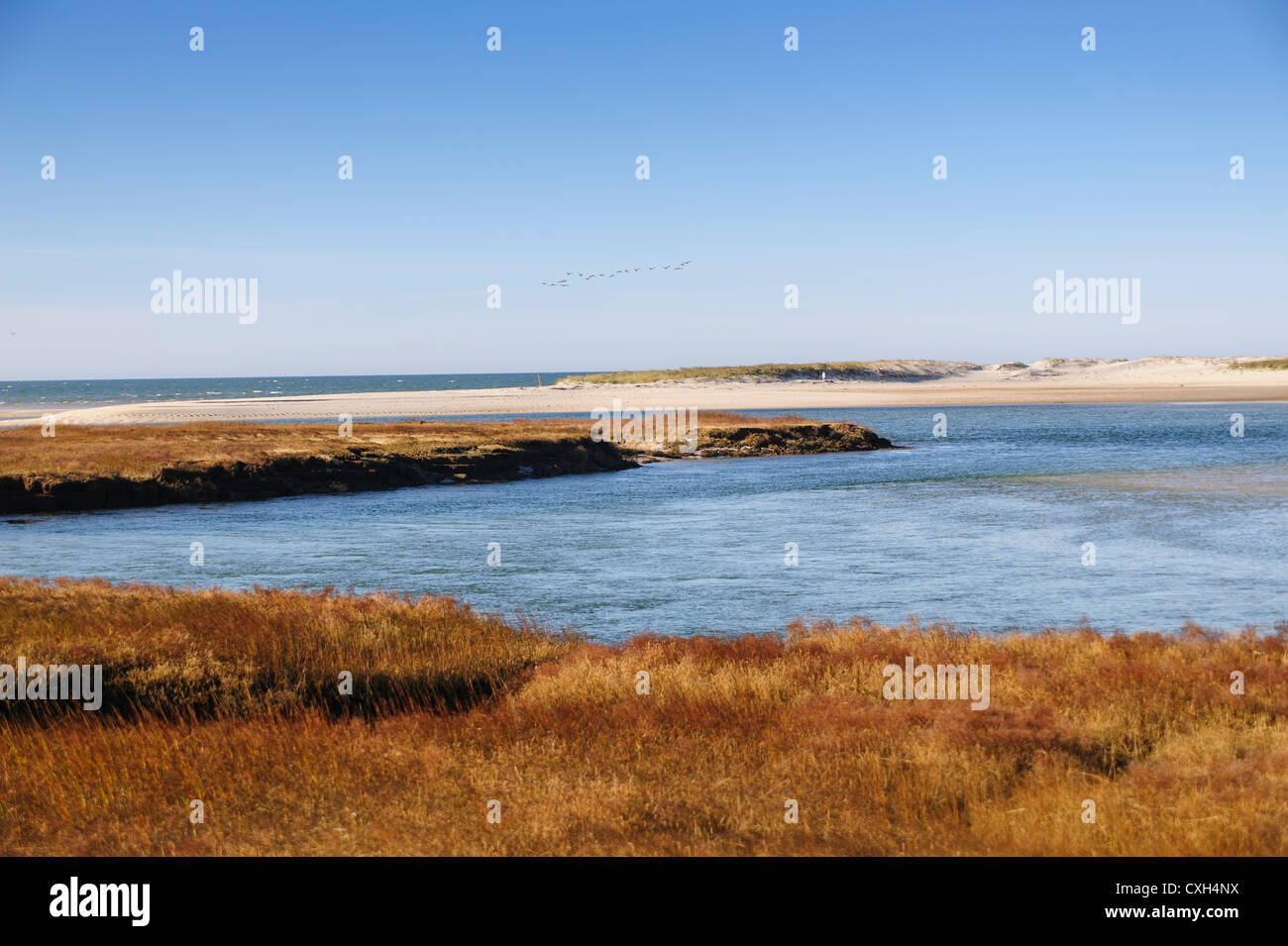 Empty beach and salt marsh with distant flock of birds in a clear blue sky Gray's Beach Bass Hole Yarmouth Port Massachusetts US Stock Photo