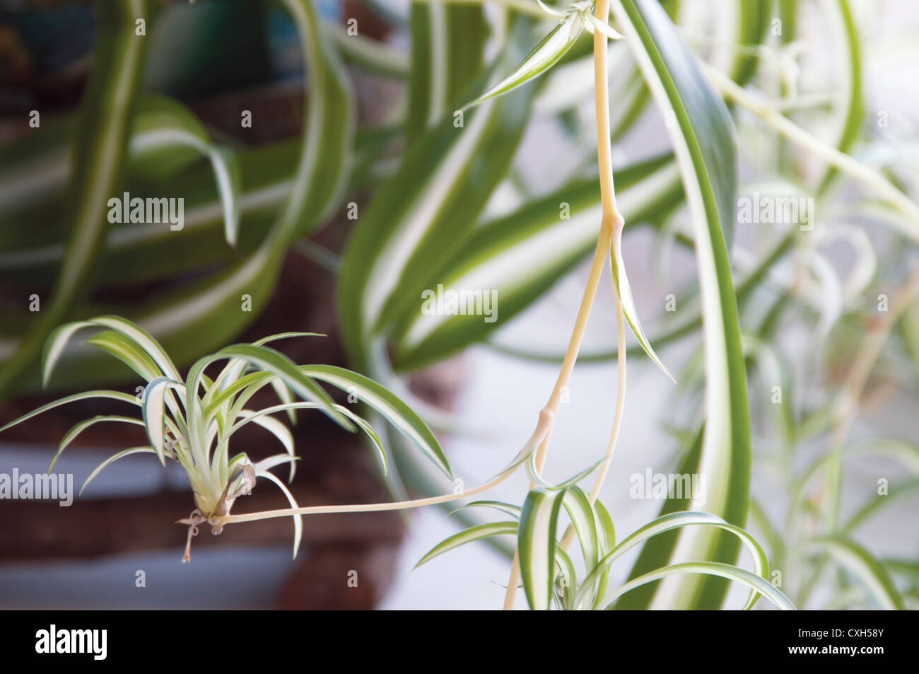 Chlorophytum (Spider Plant) on a wooden shelf on a window Stock Photo