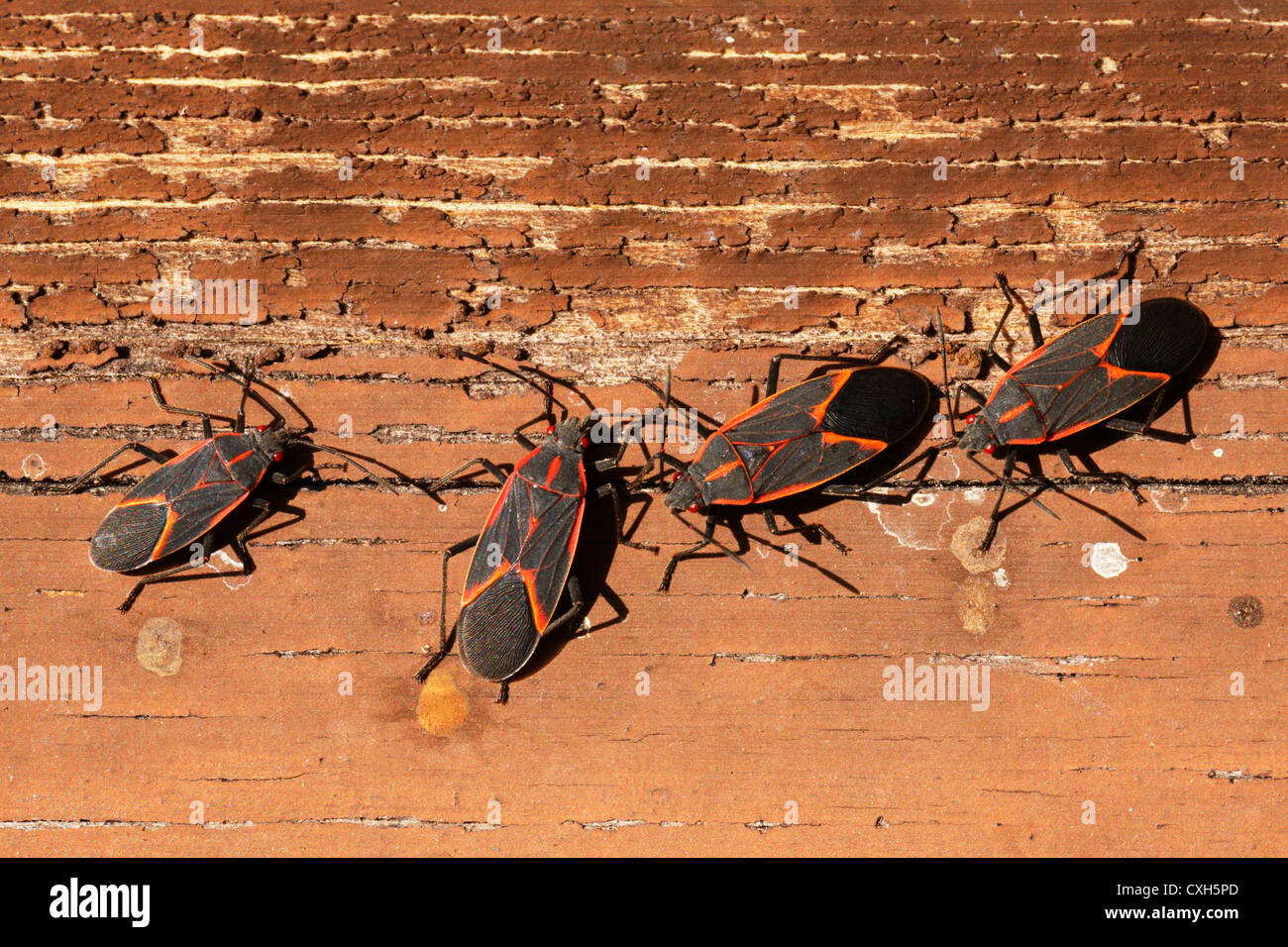 Box Elder bugs infesting wood siding. Stock Photo