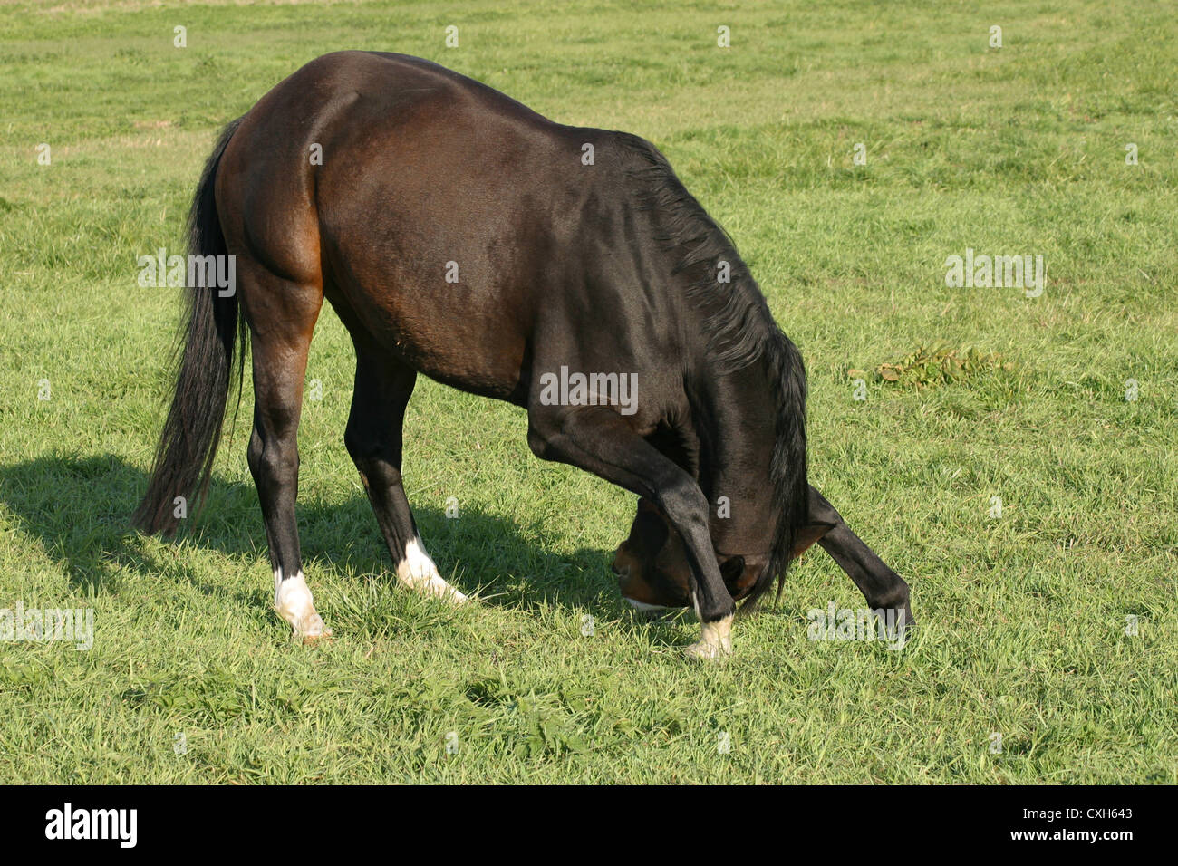 horse in bow Stock Photo Alamy