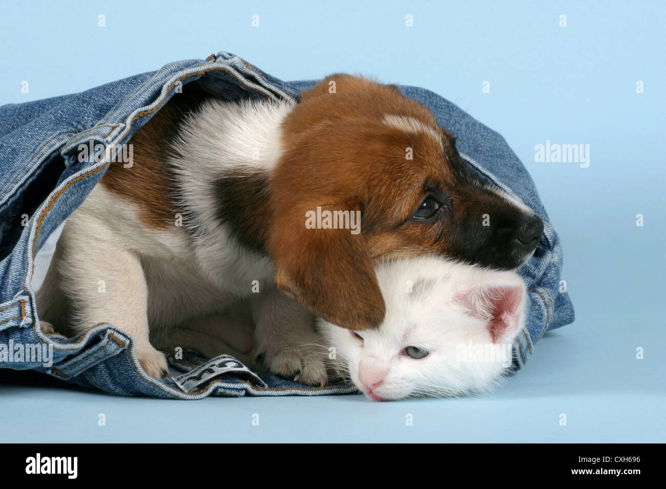 cat & dog Stock Photo