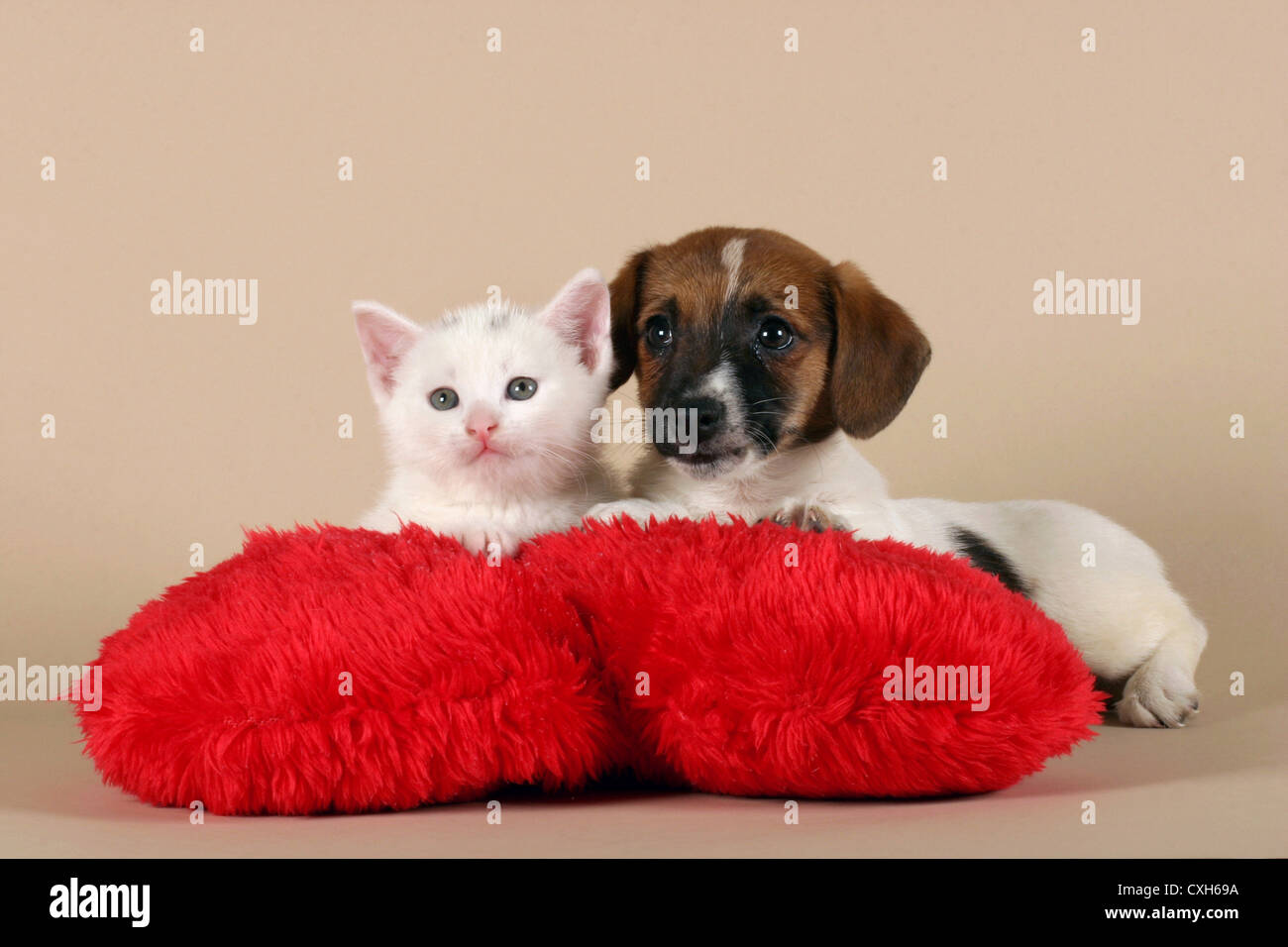 cat & dog Stock Photo