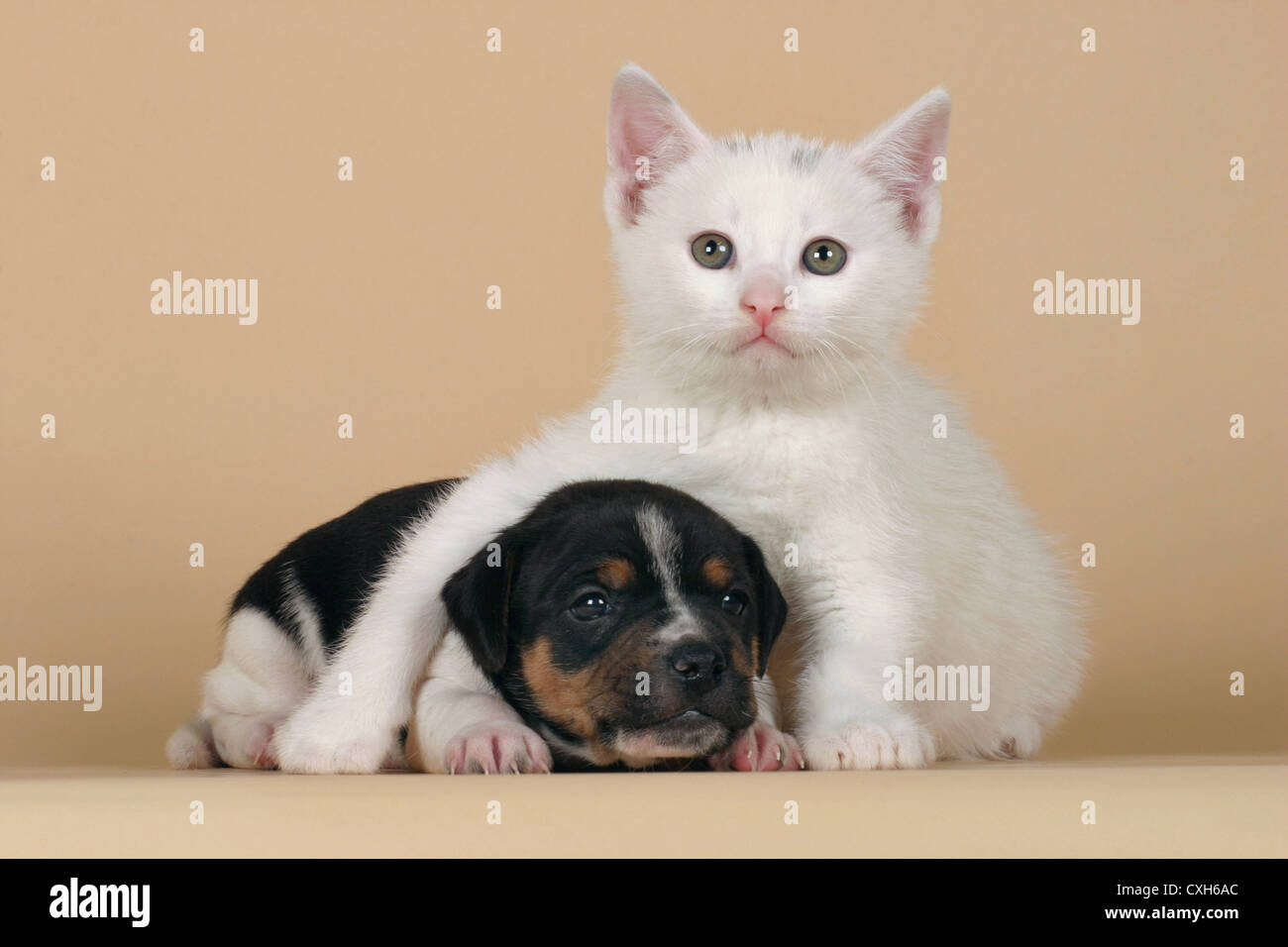cat & dog Stock Photo