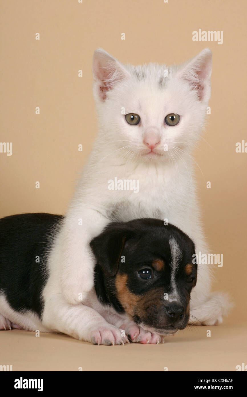 cat & dog Stock Photo