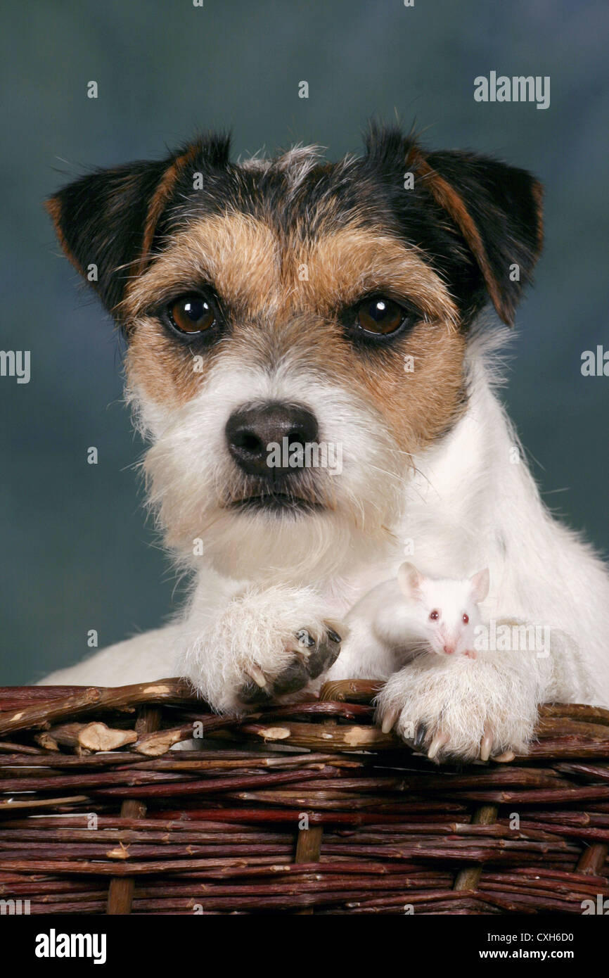 dog & mouse Stock Photo