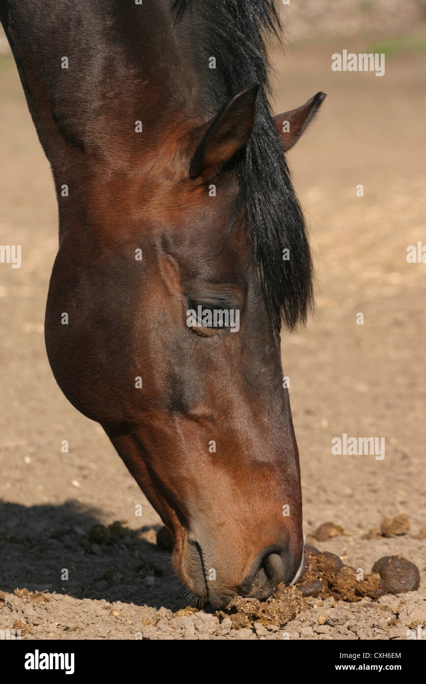 Horse droppings hires stock photography and images Alamy