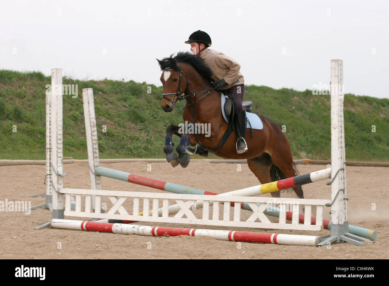 showjumping training Stock Photo Alamy