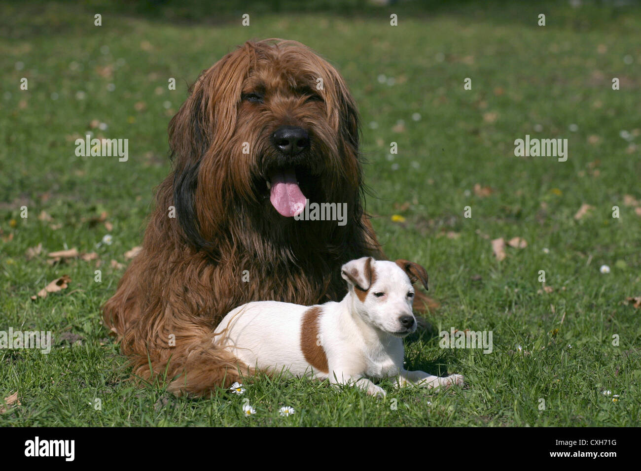 Briard & Jack Russell Terrier Stock Photo