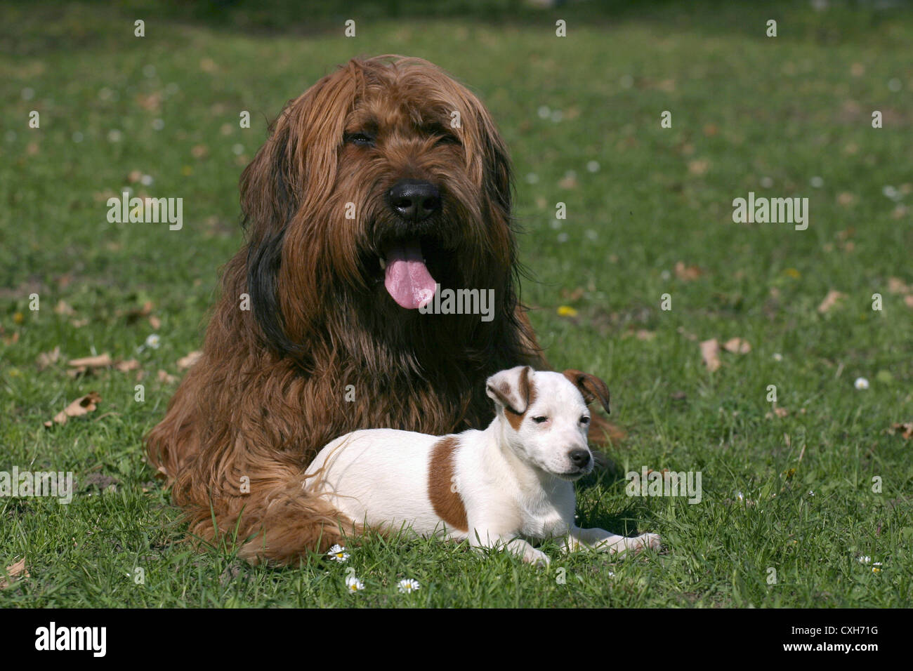 Briard Jack Russell Terrier Stock Photo 50780508 Alamy