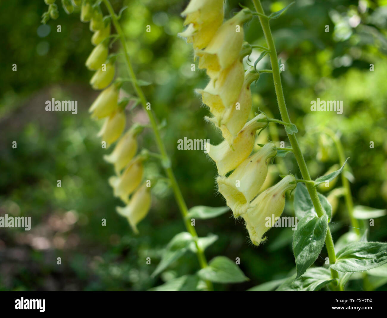 Yellow Foxglove Digitalis grandiflora Stock Photo Alamy