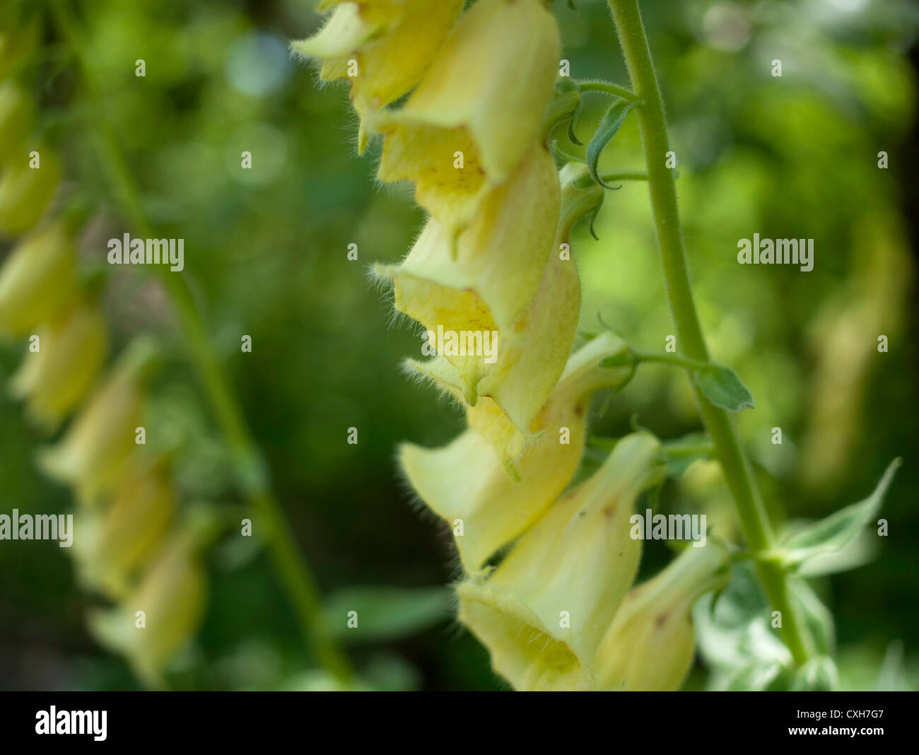 Yellow Foxglove Digitalis grandiflora Stock Photo Alamy