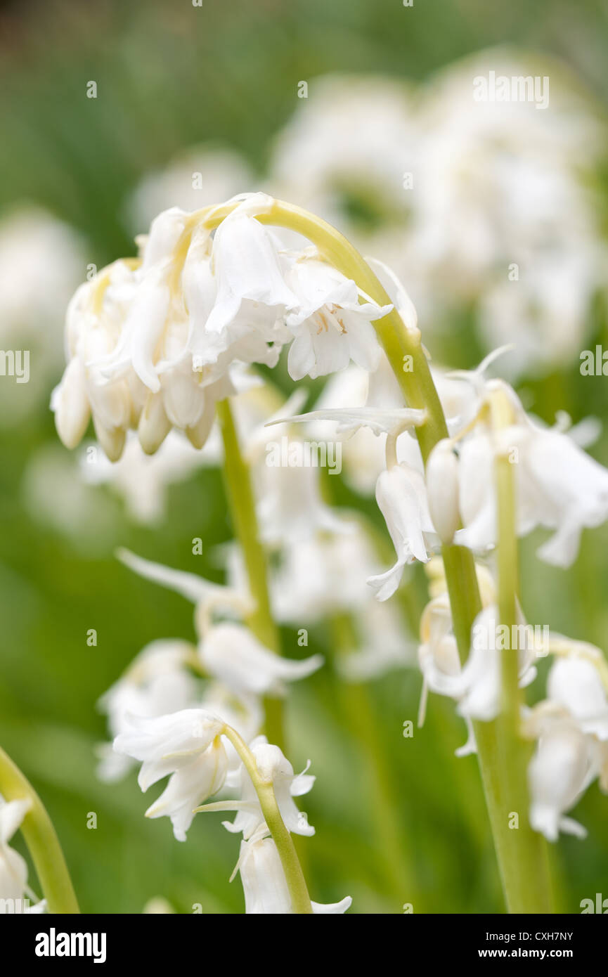native white reverted wild bluebell possibly hybrid Hyacinthoides x massartiana after April showers in springtime Stock Photo