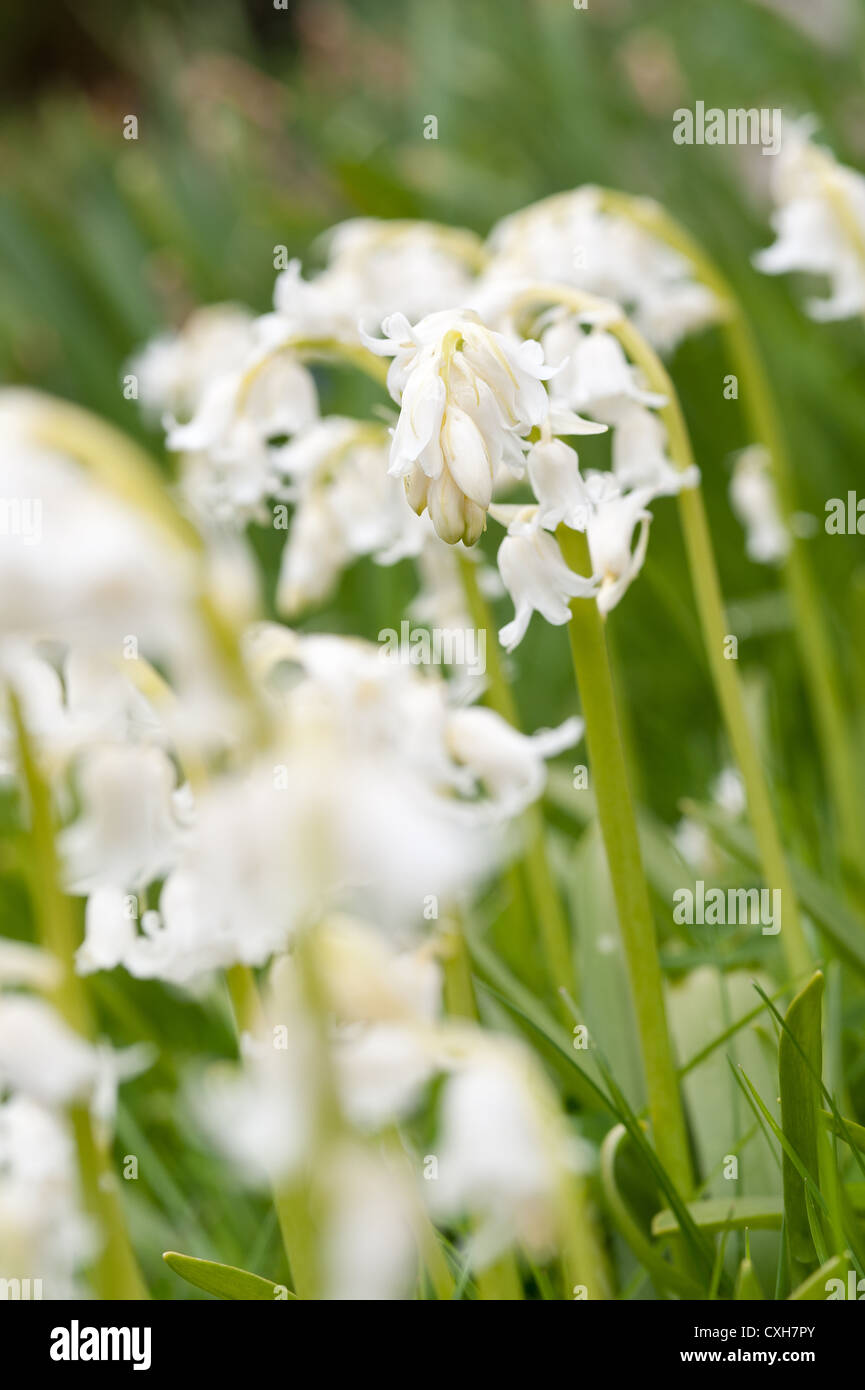 native white reverted wild bluebell possibly hybrid Hyacinthoides x massartiana after April showers in springtime Stock Photo