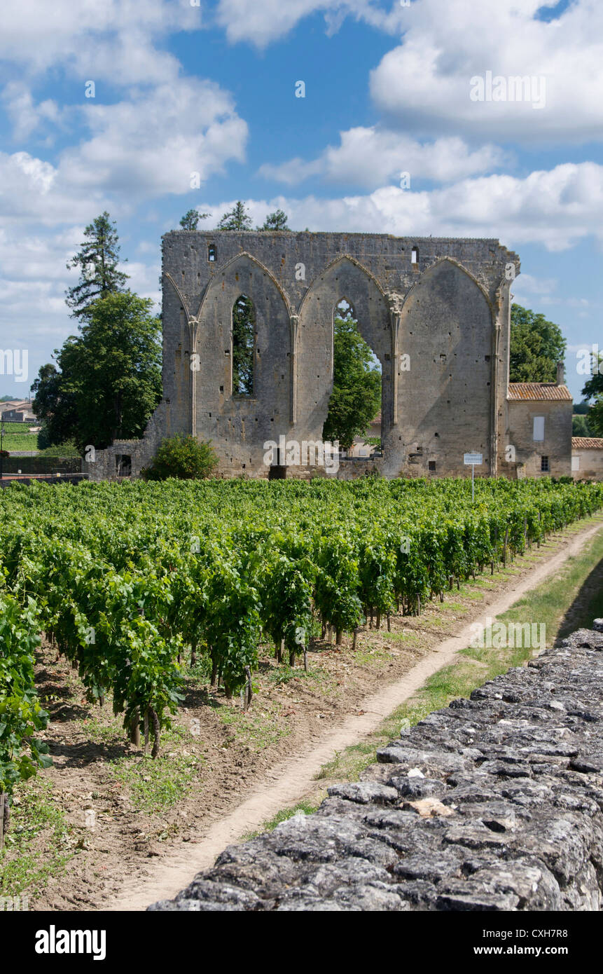 Vineyard of Château Les Grandes Murailles, Saint-Émilion, Gironde Bordeaux, France, Europe Stock Photo