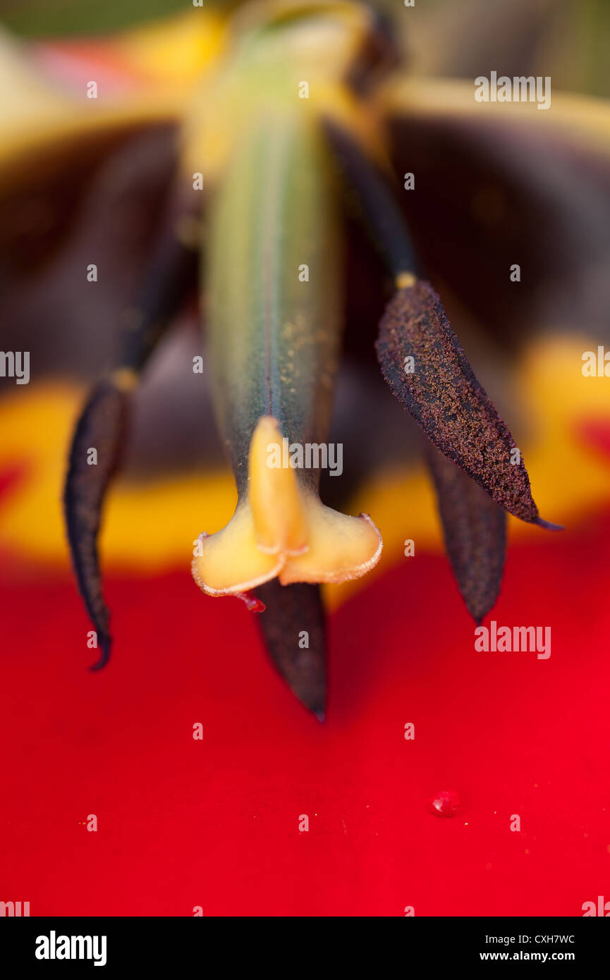 oblique angle of a cross section through a red tulip showing pollen stigma and stamen route bee insect may land take Stock Photo