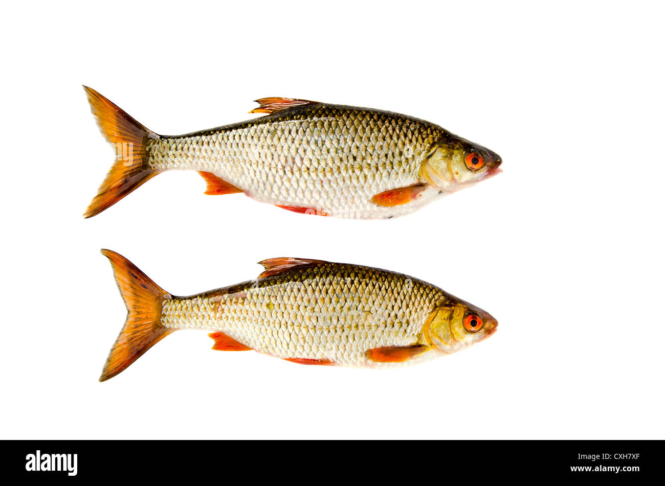 isolated on white background two roach fishes Stock Photo