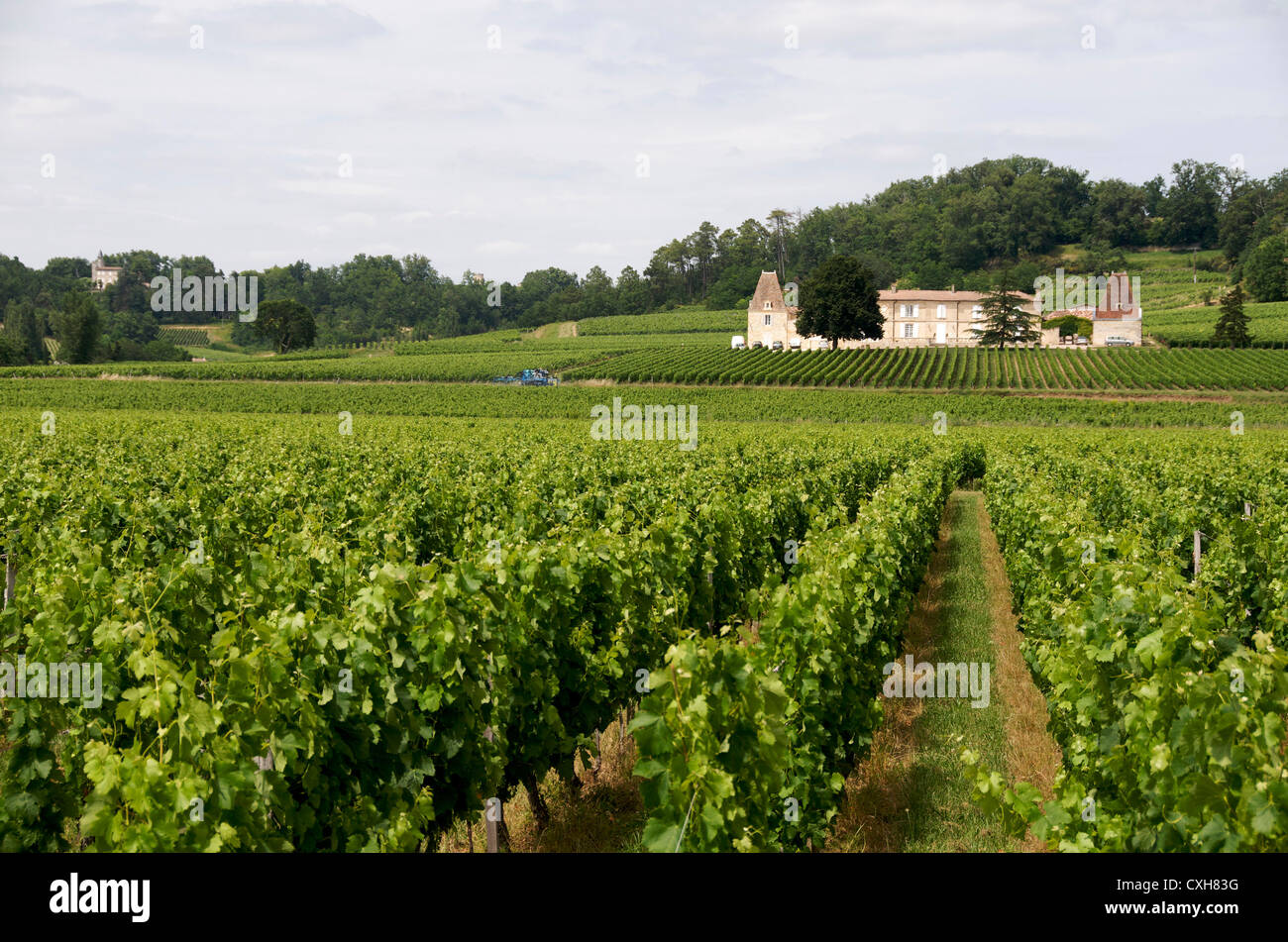 Vineyard of Saint-Emilion, Gironde, Aquitaine, France, Europe Stock Photo