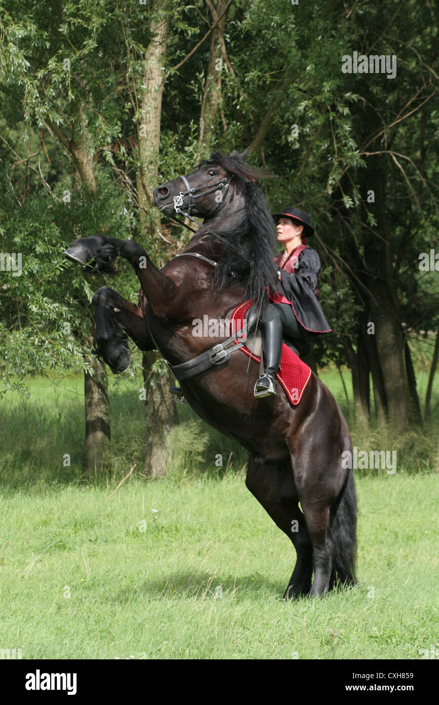 woman with friesian horse at show Stock Photo