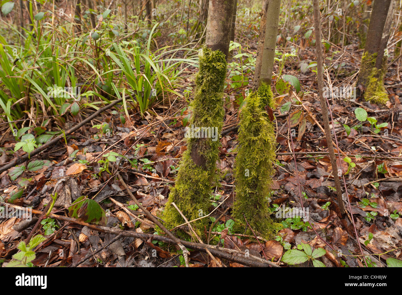 Eurhynchium praelongum colonization of ash tree sapling in woodland by common moss undergrowth hides leaf litter Stock Photo