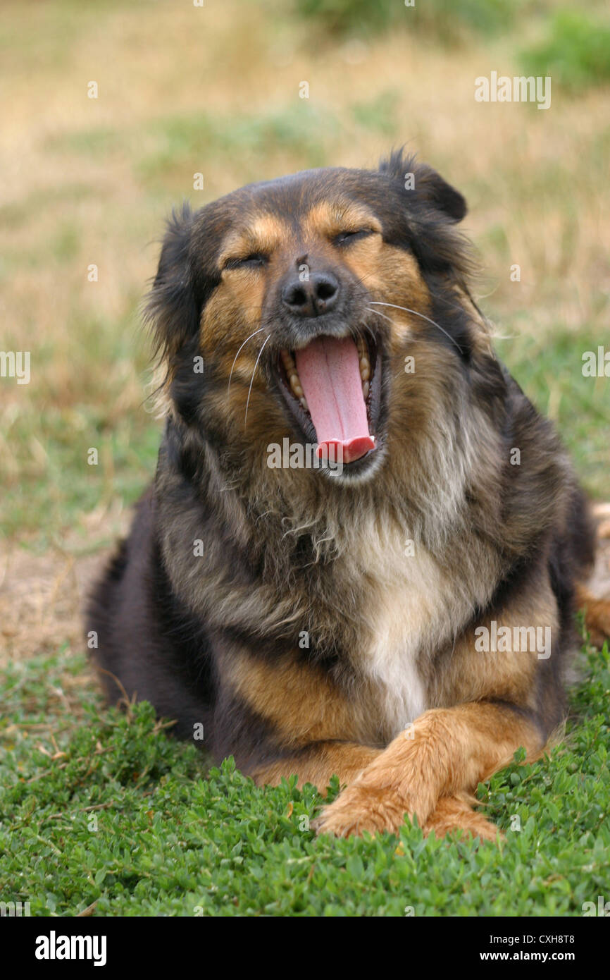 Dogs are gaping hires stock photography and images Alamy