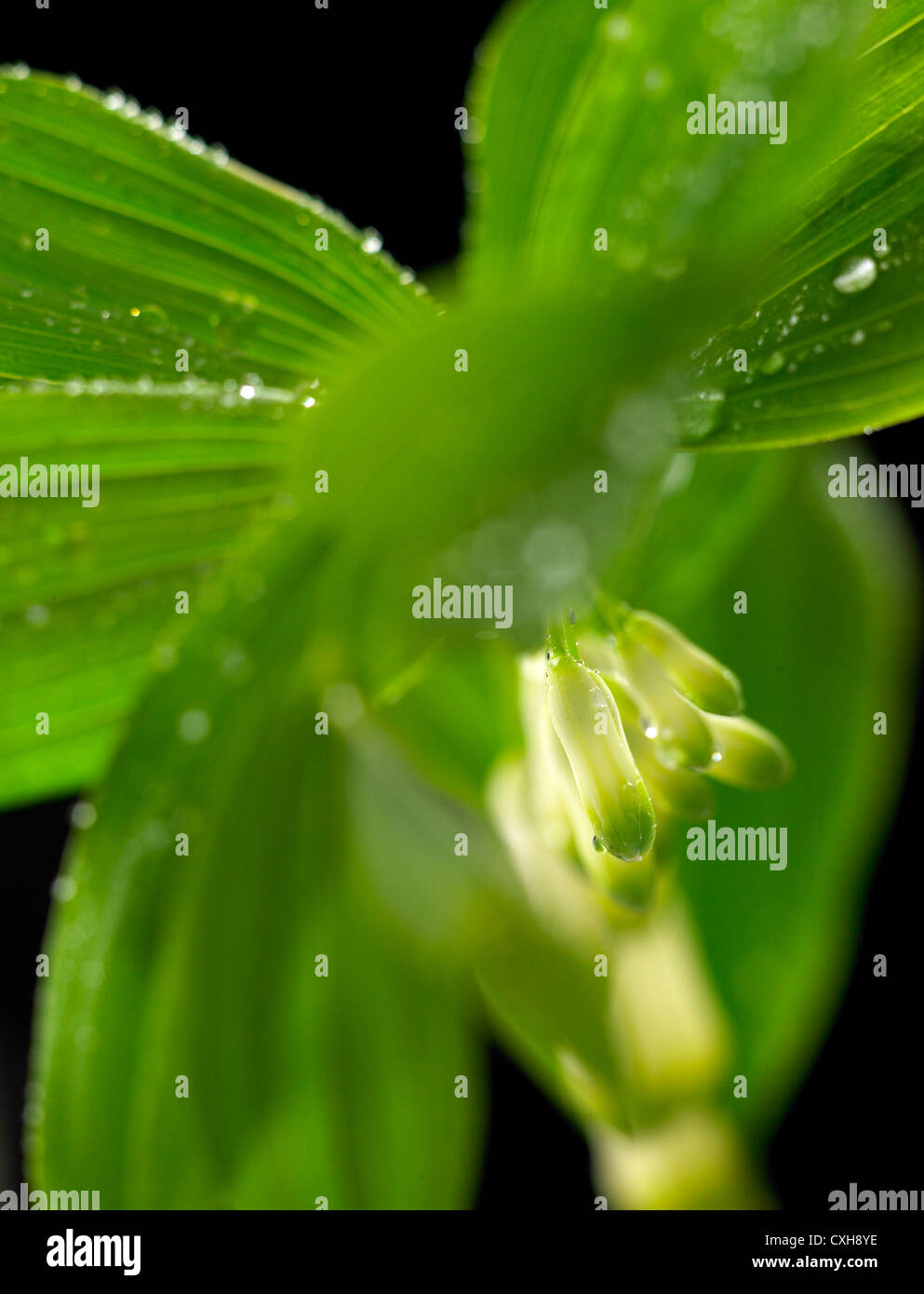 Polygonatum. Common name. Solomon's seal leaf Stock Photo