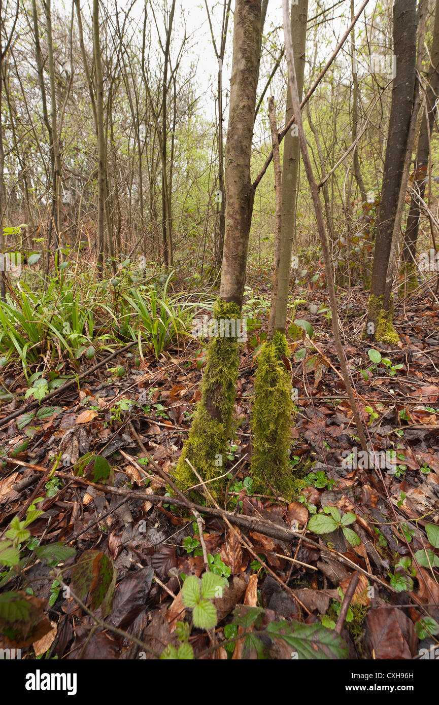Eurhynchium praelongum colonization of ash tree sapling in woodland by common moss undergrowth hides leaf litter Stock Photo