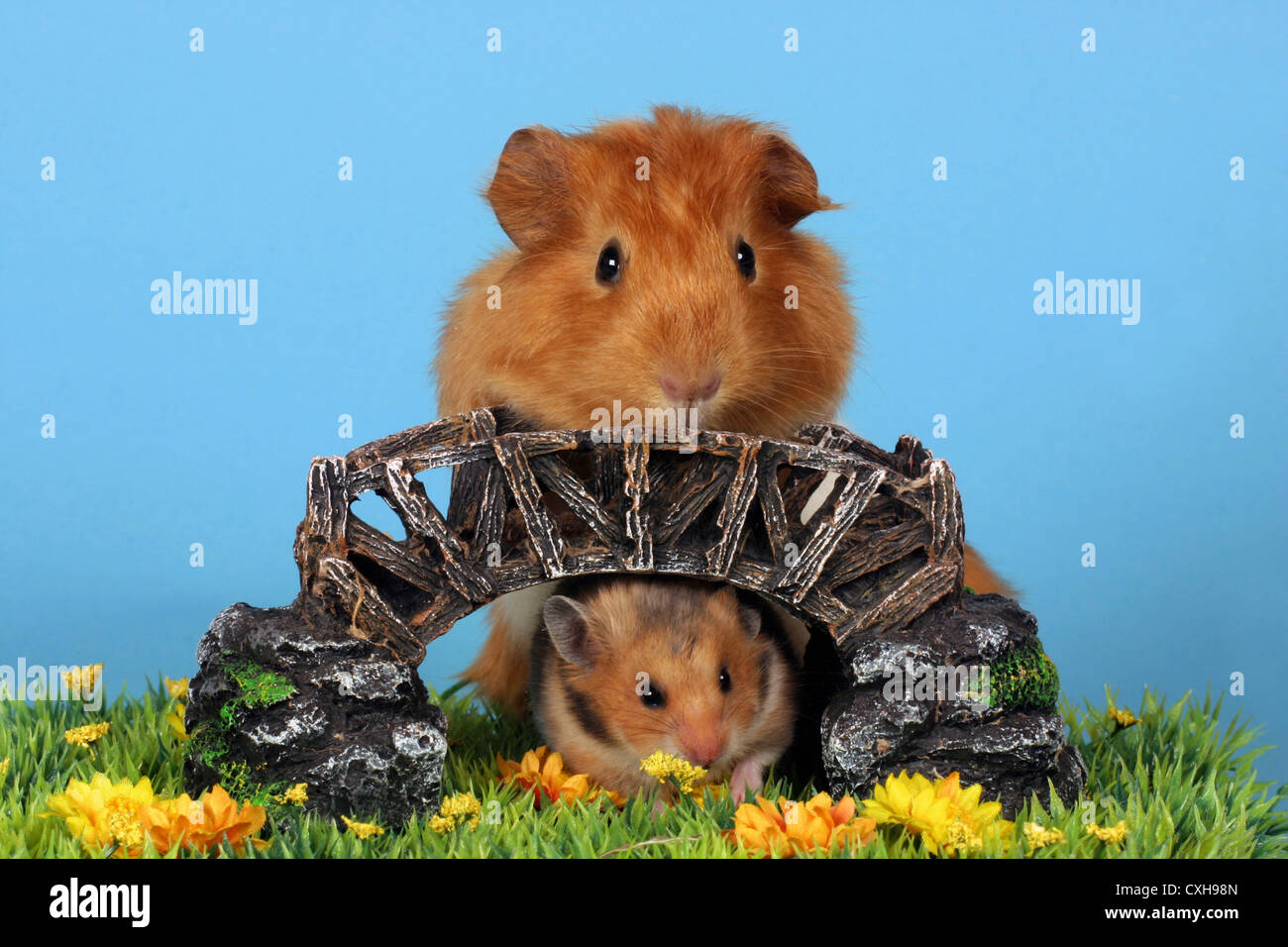 hamster & guinea pig Stock Photo Alamy