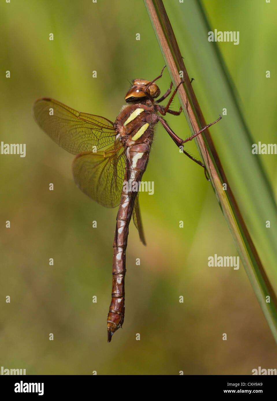 Portrait Of A Female Brown Hawker Dragonfly Aeshna Grandis At Rest portrait-of-a-female-brown-hawker-dragonfly-aeshna-grandis-at-rest