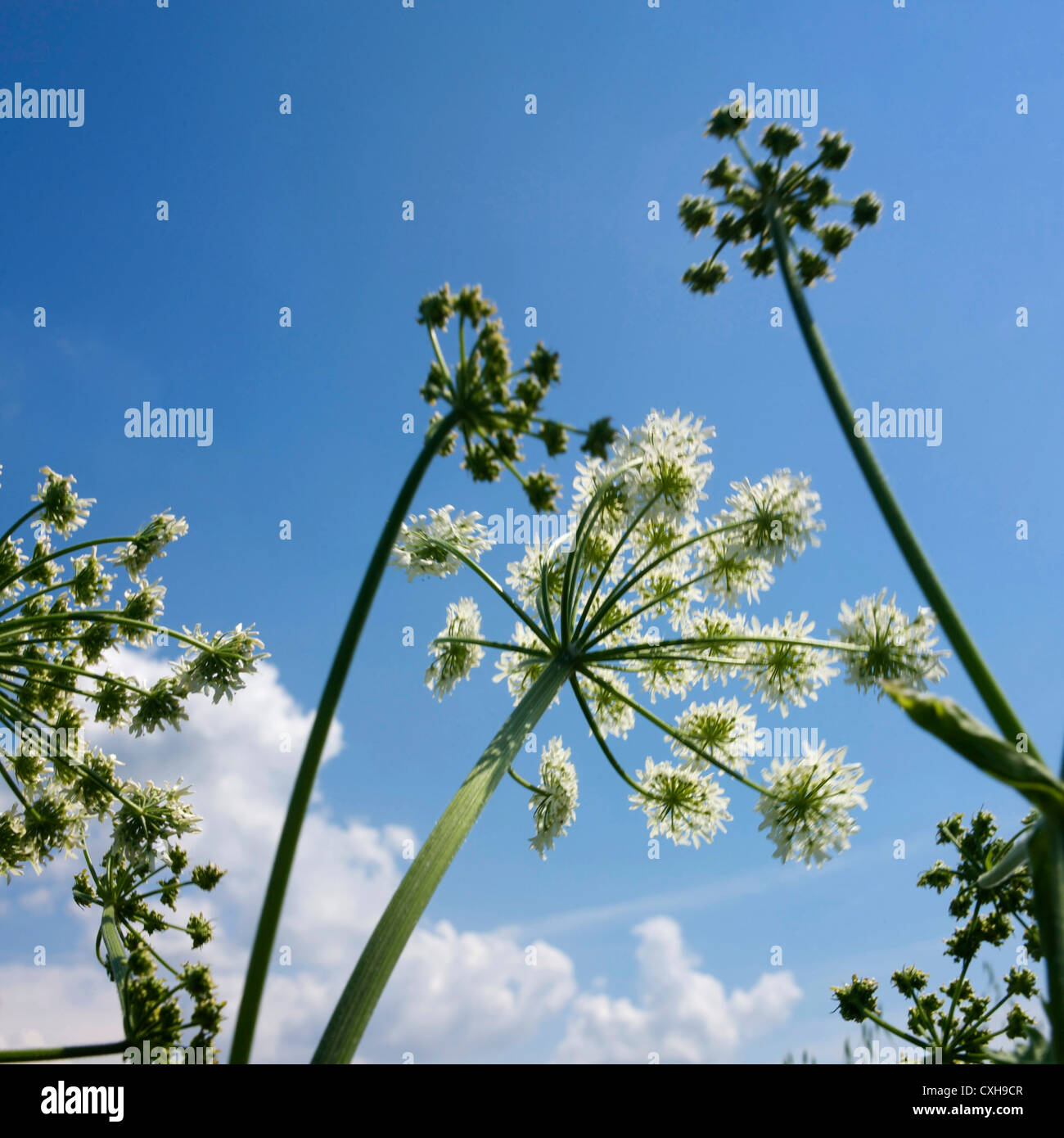 Umbels, abstract silhouettes. Angelica umbel (Angelica archangelica). France. Stock Photo