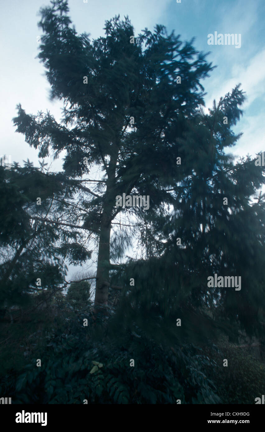 Trees Blowing In The Wind Stock Photo Alamy