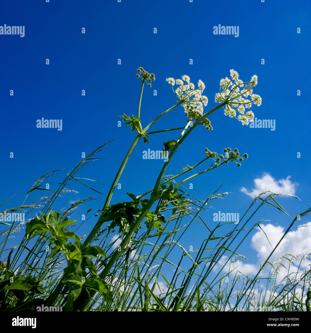 Umbels, abstract silhouettes. Angelica umbel (Angelica archangelica). France. Stock Photo