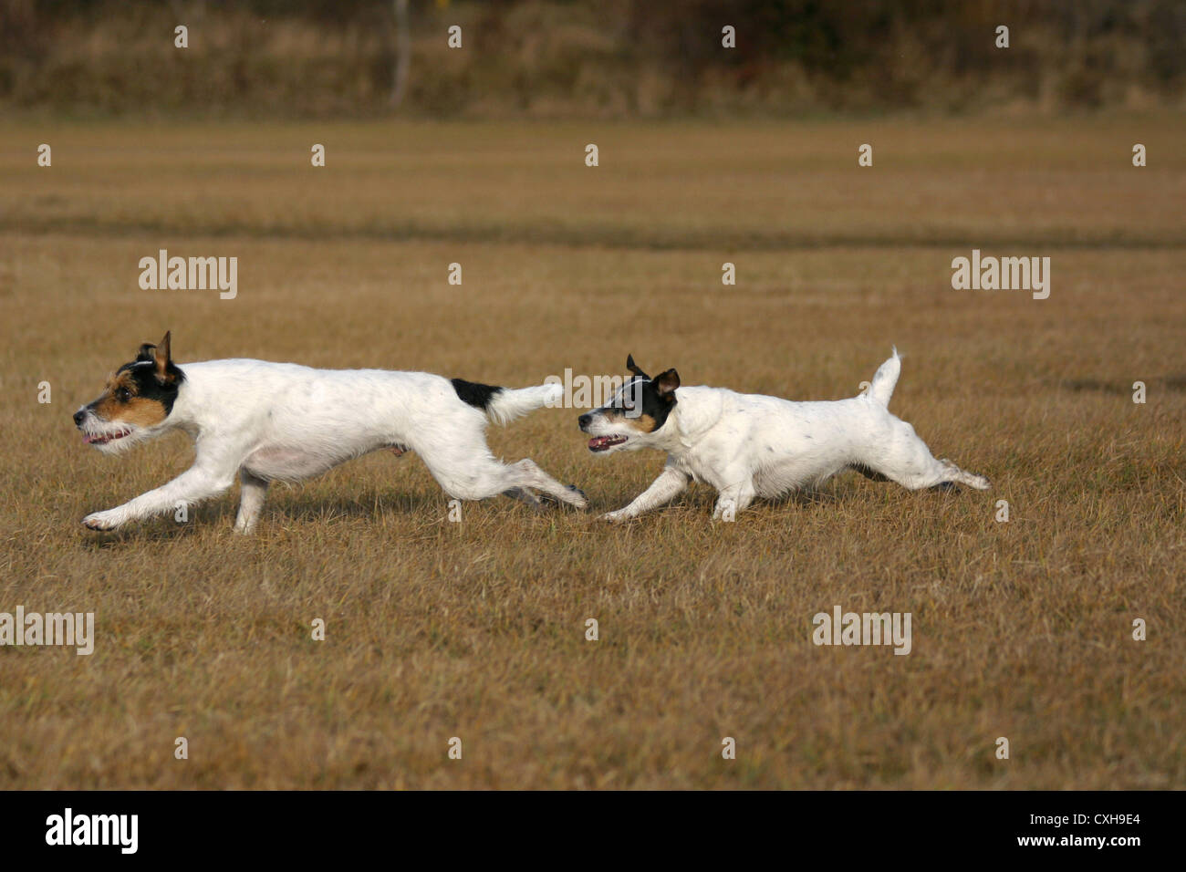 running Parson Parsons Russell Stock Photo