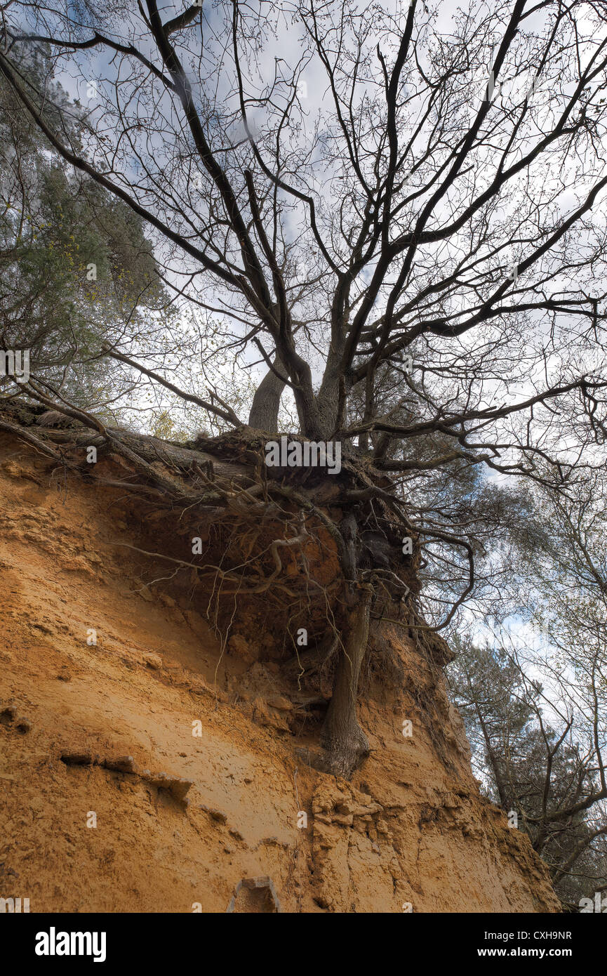 Greensand Ridge sandstone deposits tree hangs on this secluded cliff face Stock Photo