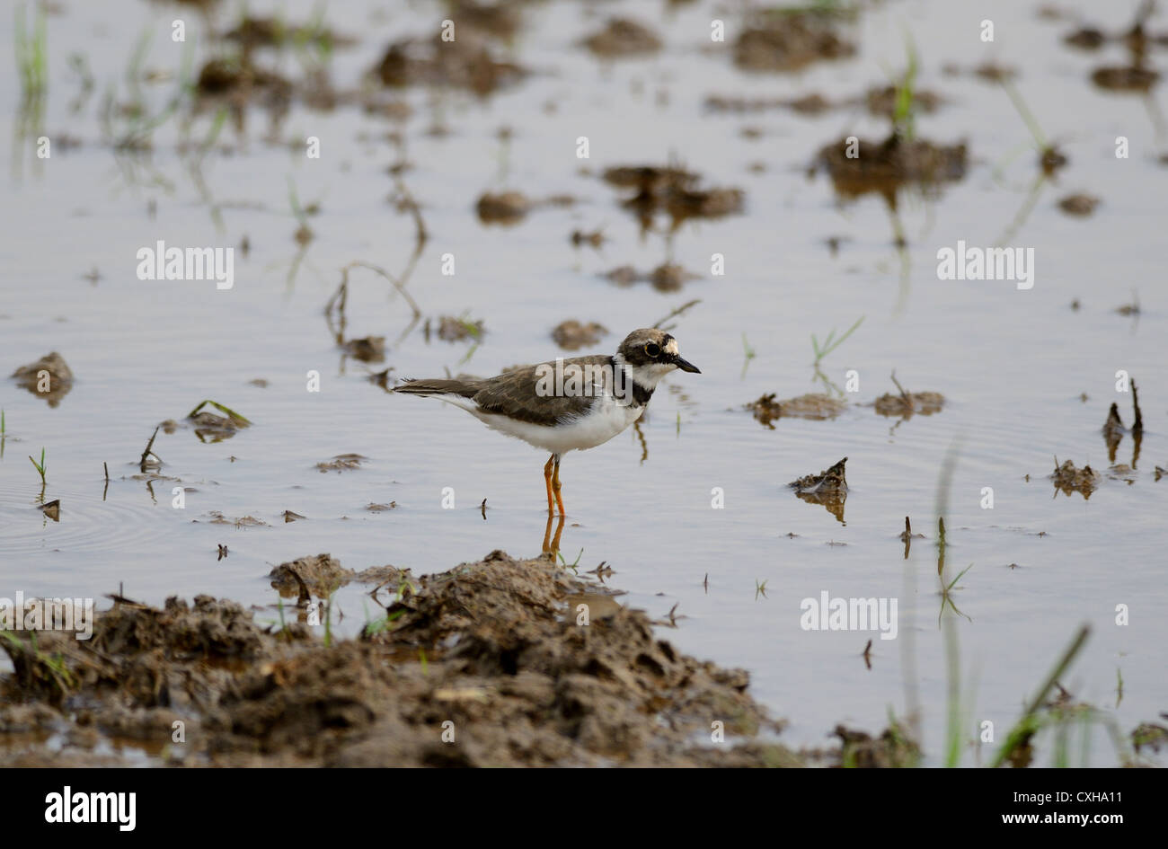 beautiful little ringed plover (Charadrius dubius)in paddyfields area Stock Photo