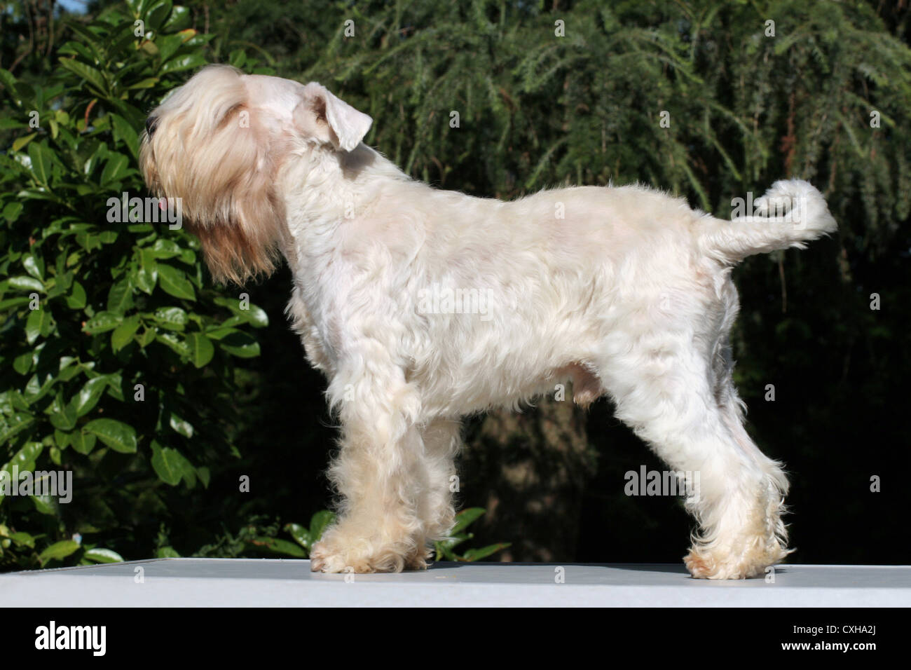White miniature schnauzer hi-res stock photography and images - Alamy
