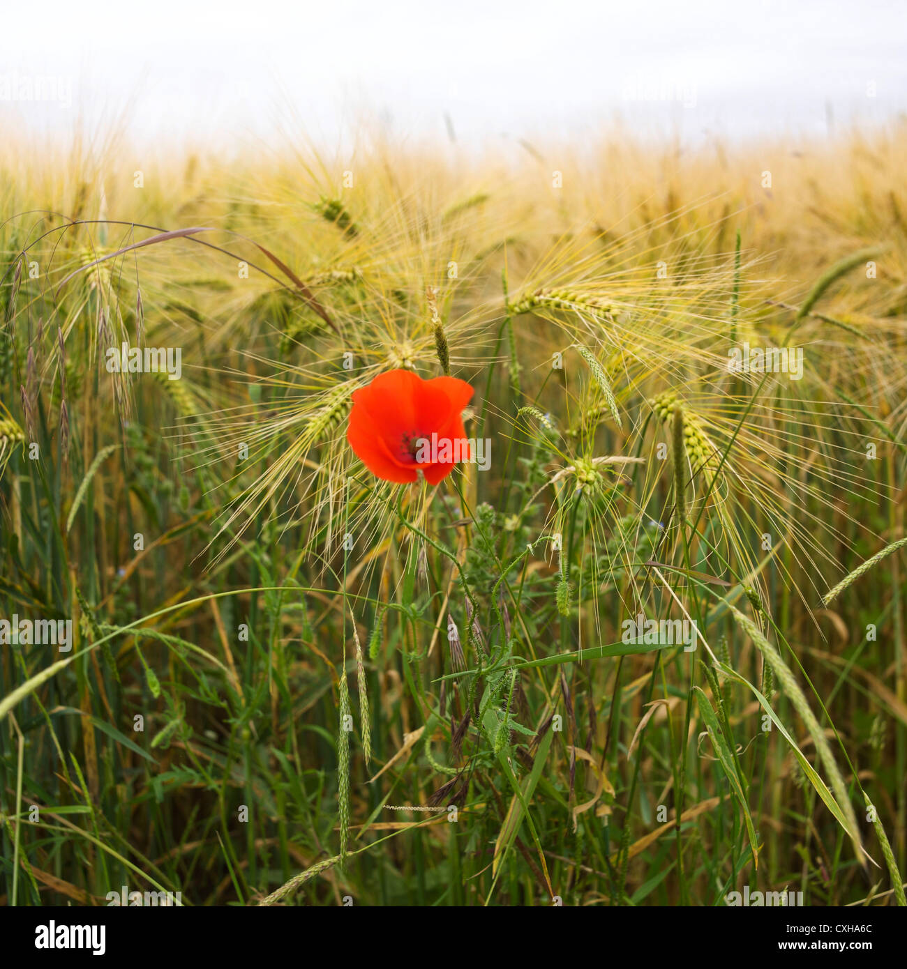 Poppy growing in a field of Barley Stock Photo