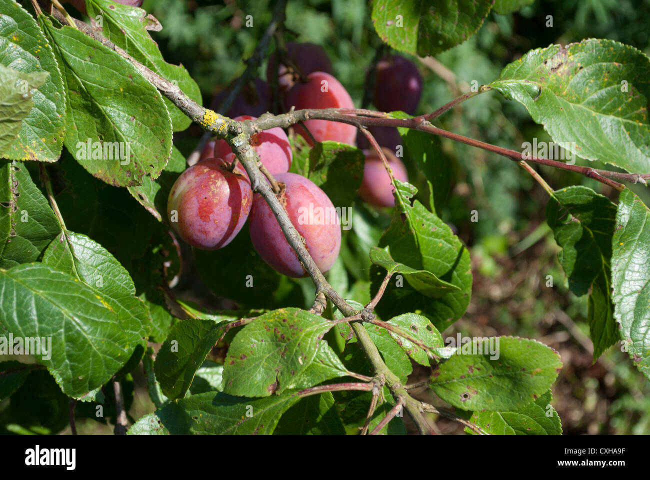 Victoria plum tree hires stock photography and images Alamy