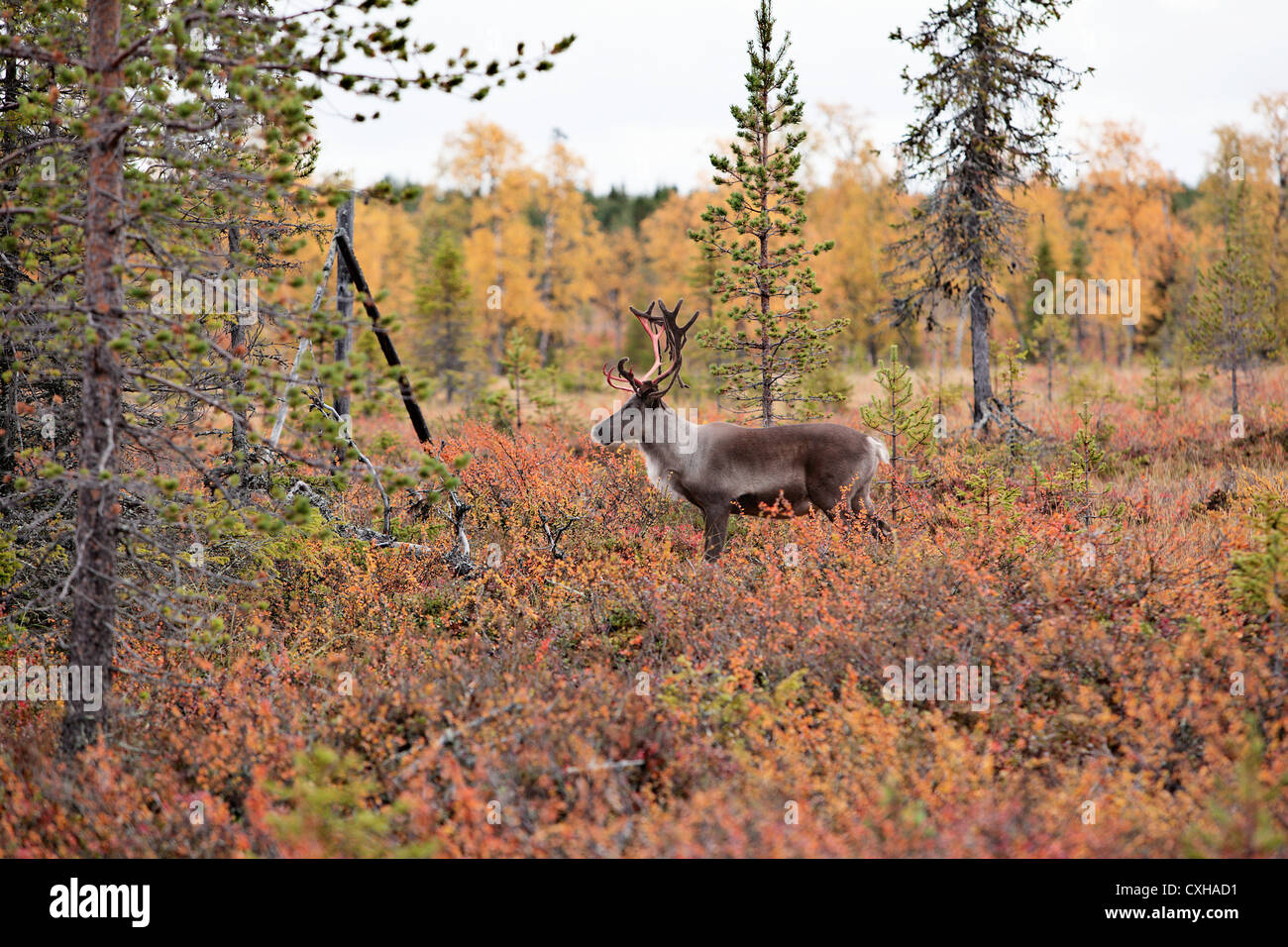 Reindeer surrounded by autumn colors. Lapland, Finland Stock Photo