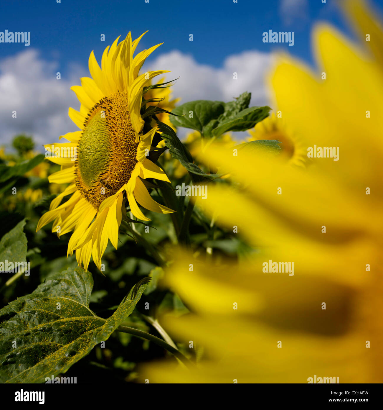 Wilted Sunflowers (Helianthus annuus), sunflower field, Limagne