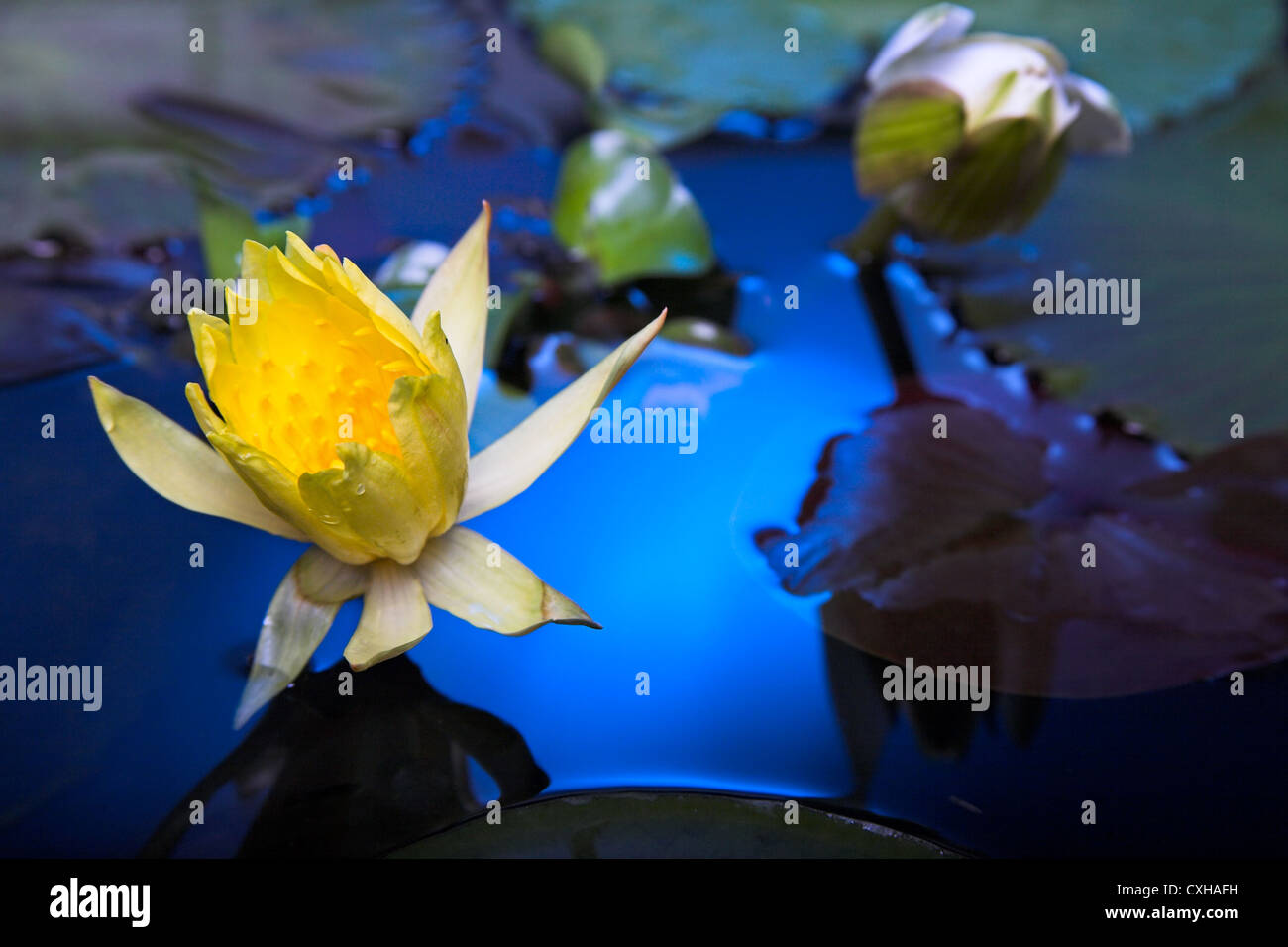 water lily flowers Stock Photo Alamy