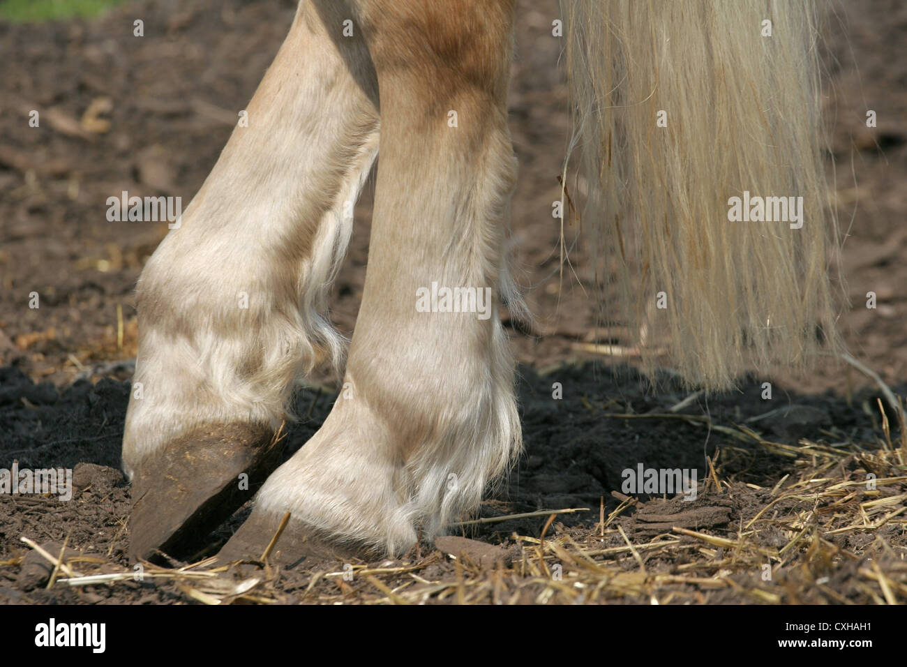 hind legs of horse Stock Photo Alamy