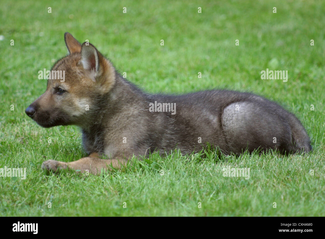 young wolf Stock Photo