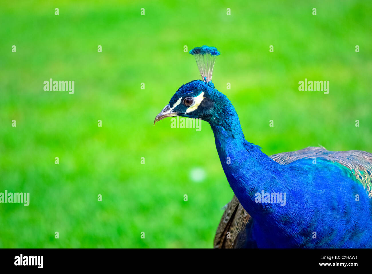 beautiful peacock on green grass Stock Photo - Alamy