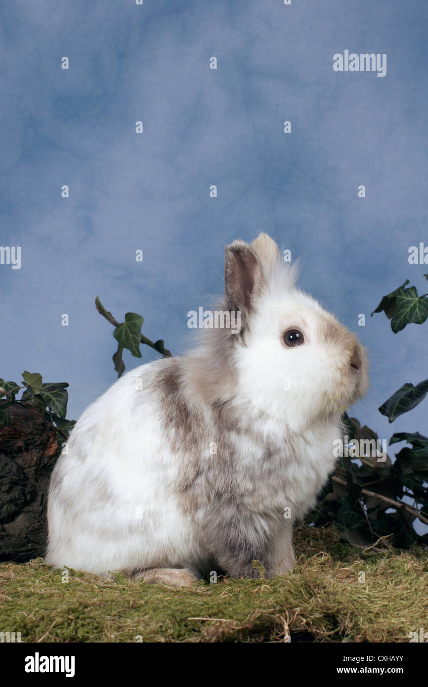 Piebald bunny hi-res stock photography and images - Alamy